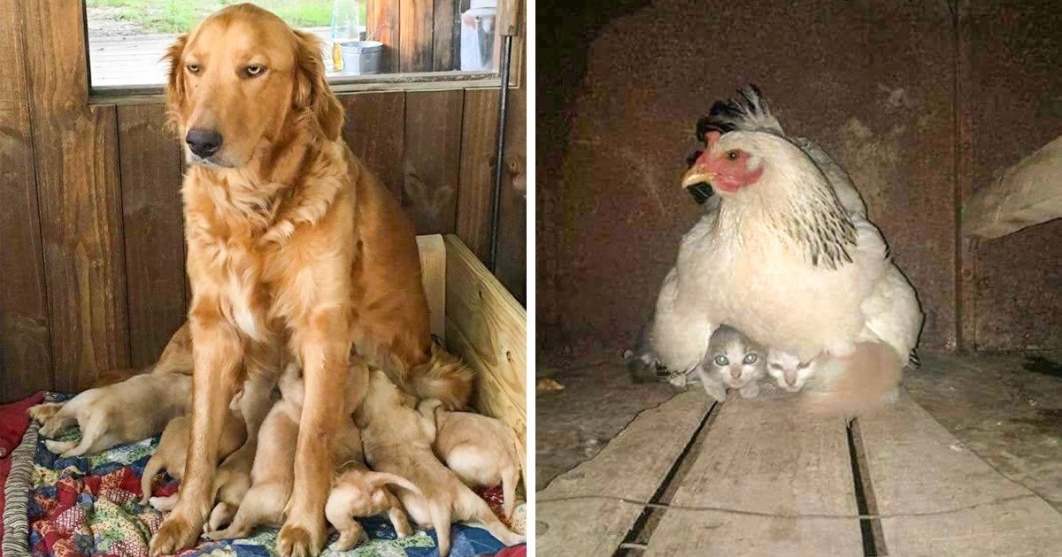 Animais que mostram perfeitamente o que é a maternidade