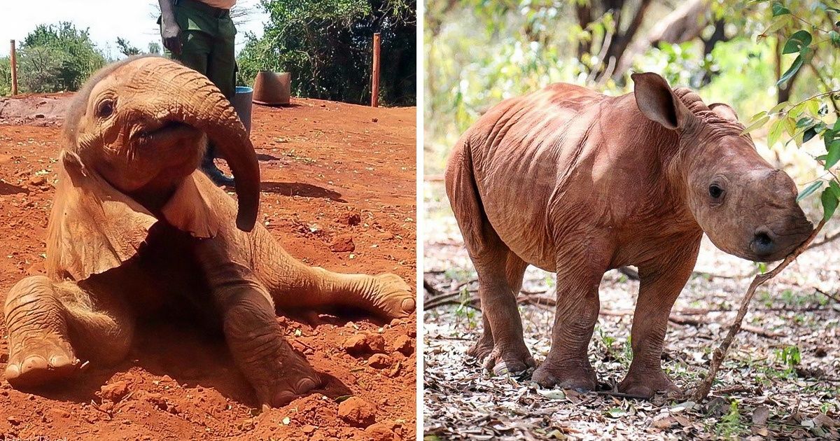 Elefantes, girafas e rinocerontes órfãos são resgatados e colocados para ’adoção’ no Quênia Elefantes, girafas e rinocerontes órfãos são resgatados e colocados para ’adoção’ no Quênia