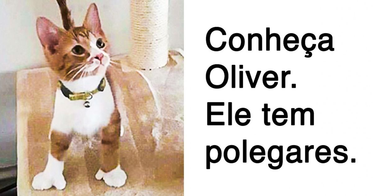 20 Animais incríveis que você nunca viu antes