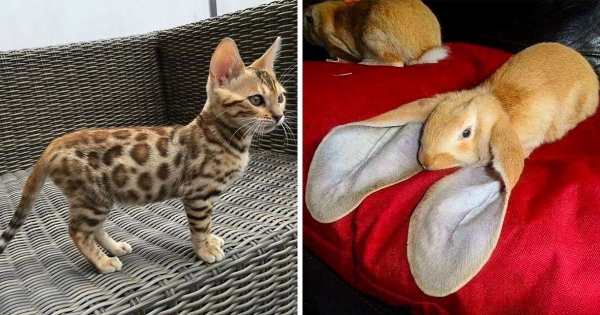 15+ Momentos em que a natureza se mostrou de fato impressionante