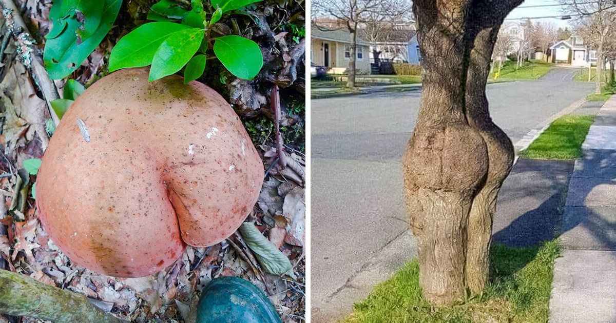13 Vezes em que a Mãe Natureza precisou ser censurada por deixar nossa imaginação ir longe demais 13 Vezes em que a Mãe Natureza precisou ser censurada por deixar nossa imaginação ir longe demais