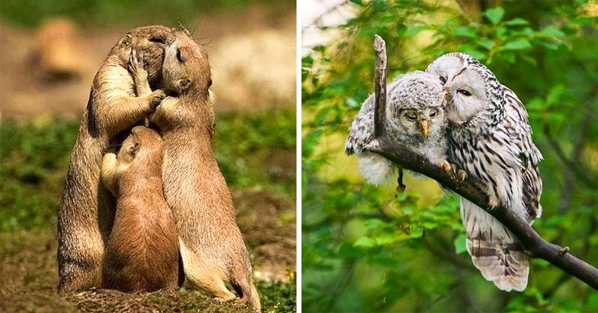 19 Animais apaixonados e super fofos que vão derreter seu coração
