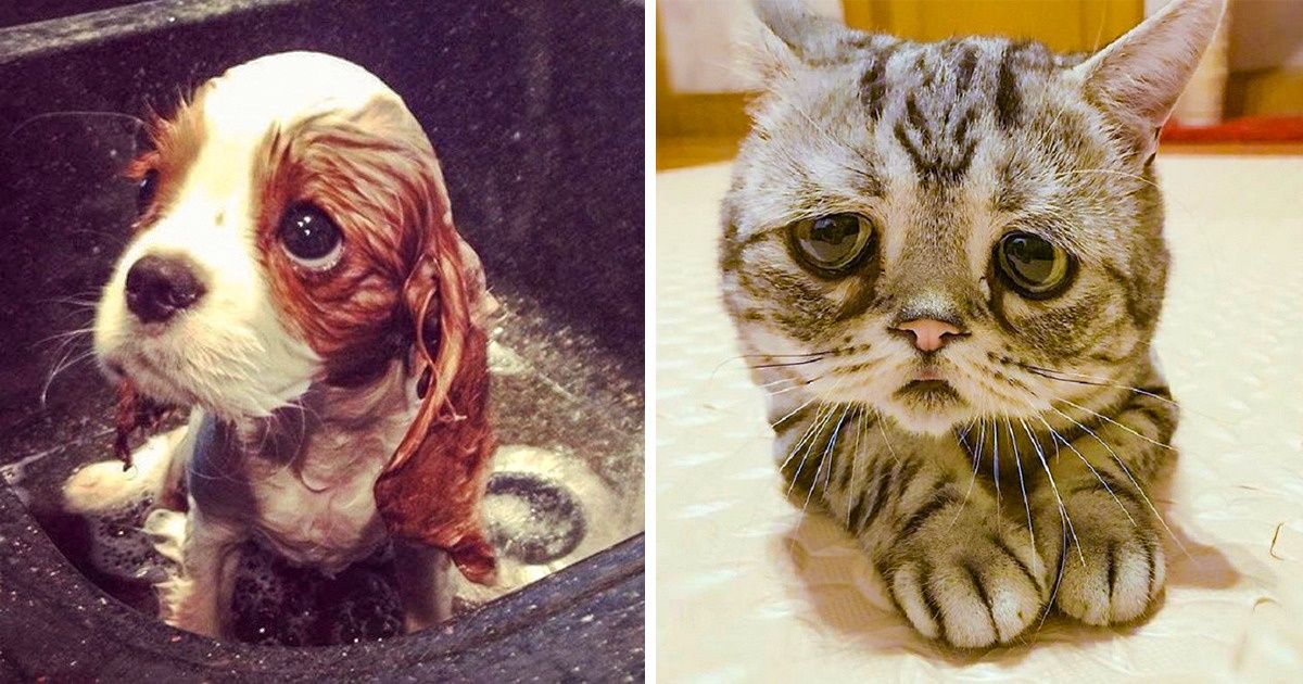 16 Animais que fingem tristeza como ninguém para conseguir um abraço