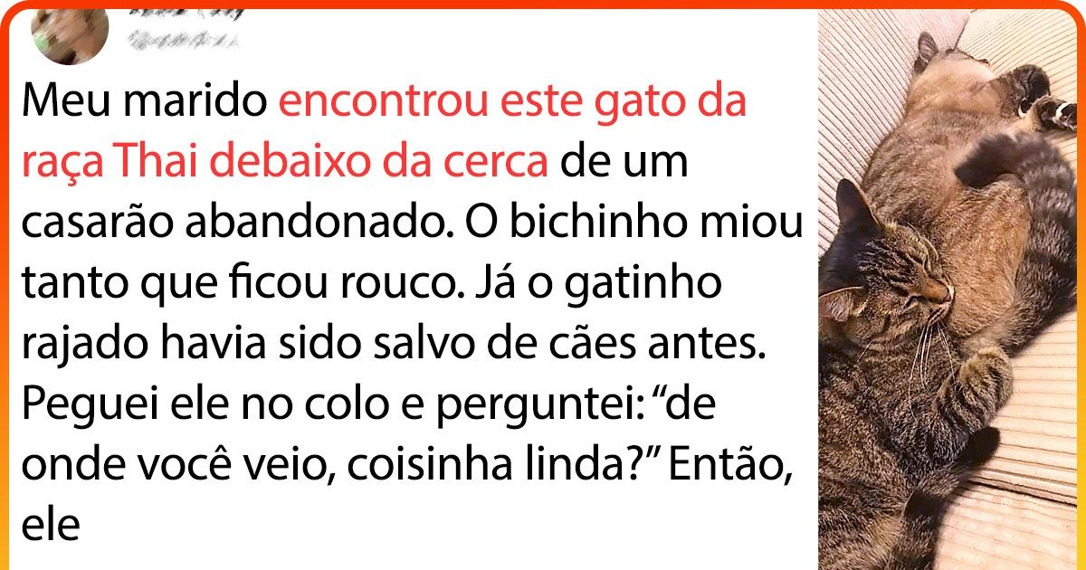 20+ Animais quase sem esperança que foram resgatados e adotados por pessoas incríveis