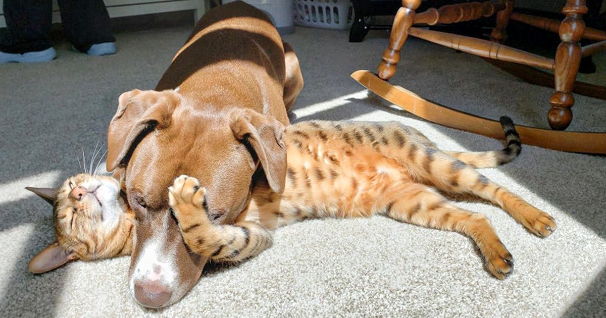 20+ Pets flagrados em momentos de relaxamento enquanto tomavam sol