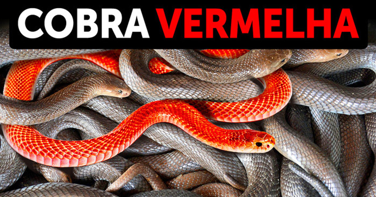 Esta cobra pode borrifar veneno em seus olhos e acertar 10 em cada 10 vezes