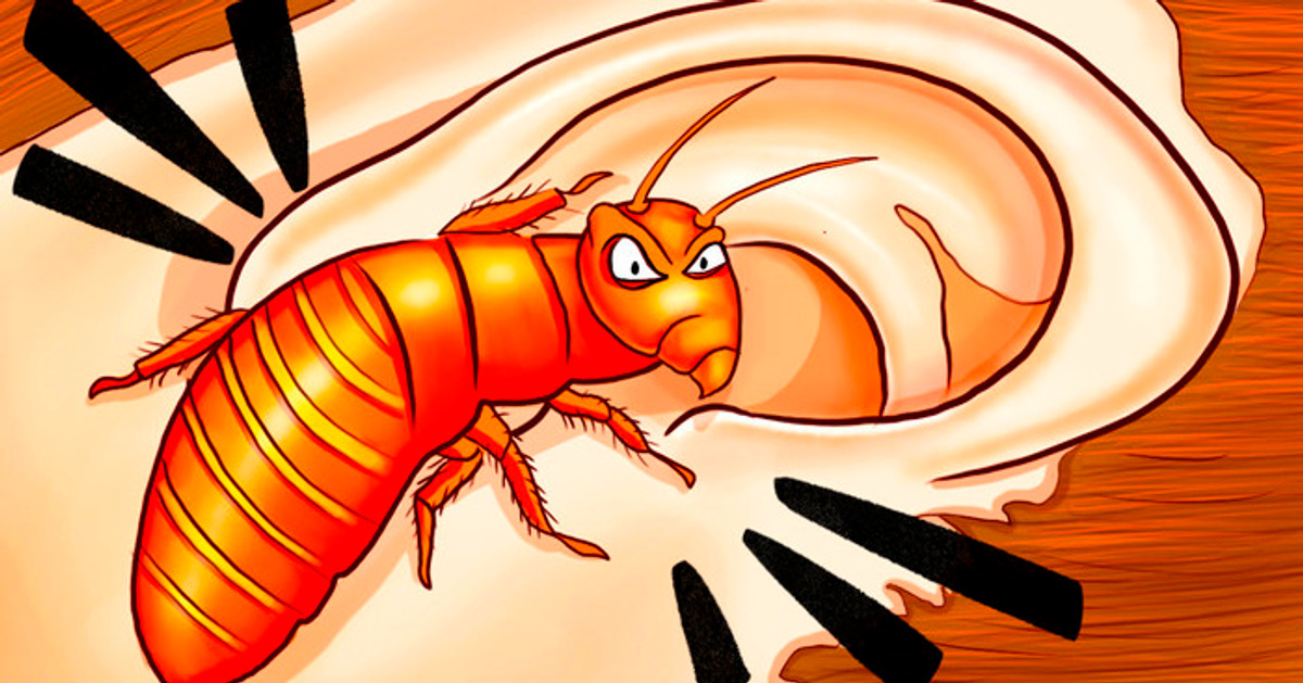 Um inseto que caminhou com os dinossauros vive perto de você hoje Um inseto que caminhou com os dinossauros vive perto de você hoje