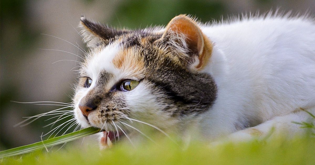 Cientistas descobrem o porquê do seu gatinho comer grama (e a causa está ligada aos antepassados dos bichanos) Cientistas descobrem o porquê do seu gatinho comer grama (e a causa está ligada aos antepassados dos bichanos)