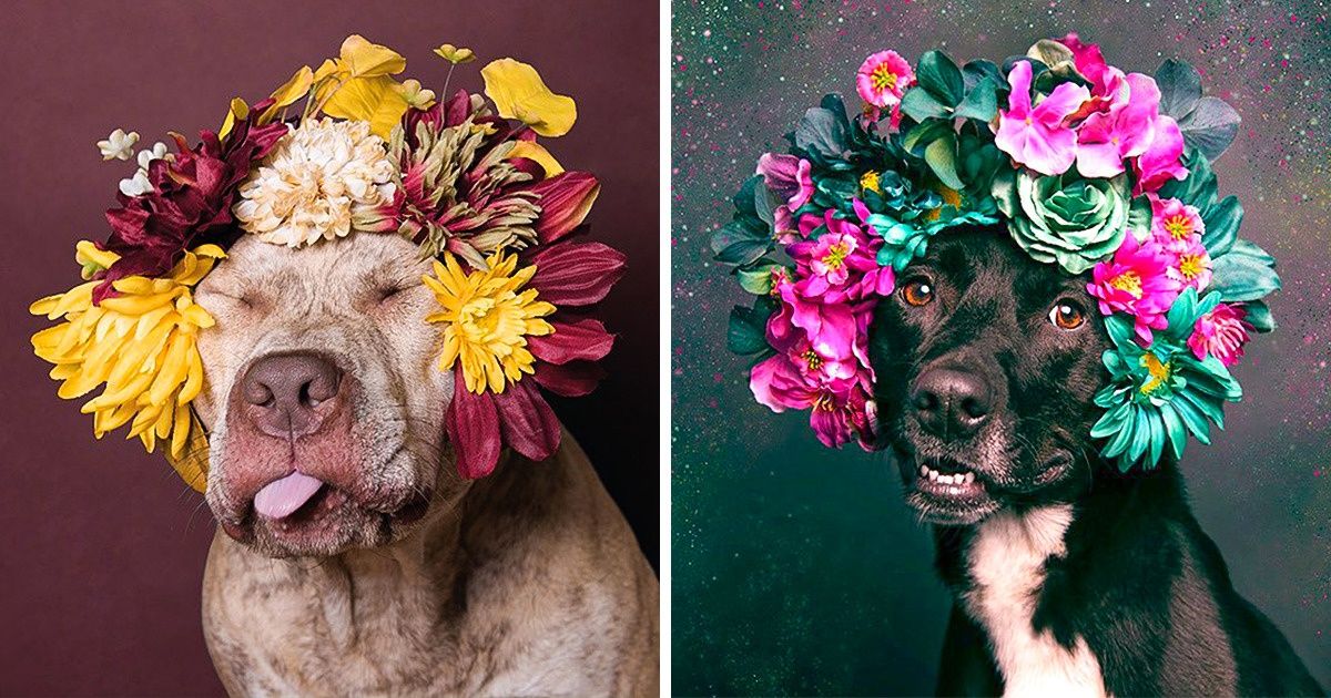 Fotógrafa de Nova York divulga imagens de pit bulls usando grinaldas de flores para salvar a vida desses “perigosos” cães Fotógrafa de Nova York divulga imagens de pit bulls usando grinaldas de flores para salvar a vida desses “perigosos” cães