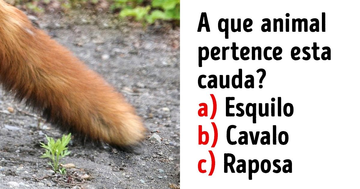 Teste: você consegue adivinhar a qual animal cada cauda pertence? Teste: você consegue adivinhar a qual animal cada cauda pertence?