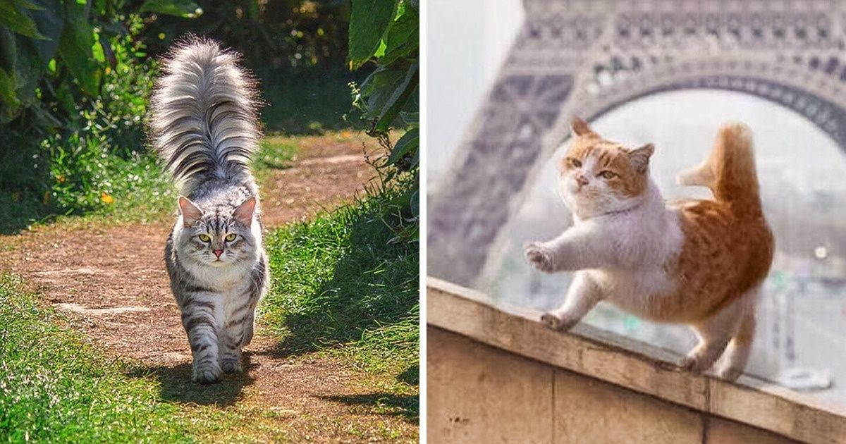 15+ Animais despreocupados que podem ensiná-lo a aproveitar a vida ao máximo