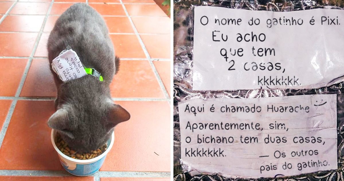 A dona deste gato contou como descobriu que ele é “infiel” (e como ele se divide entre dois lares)