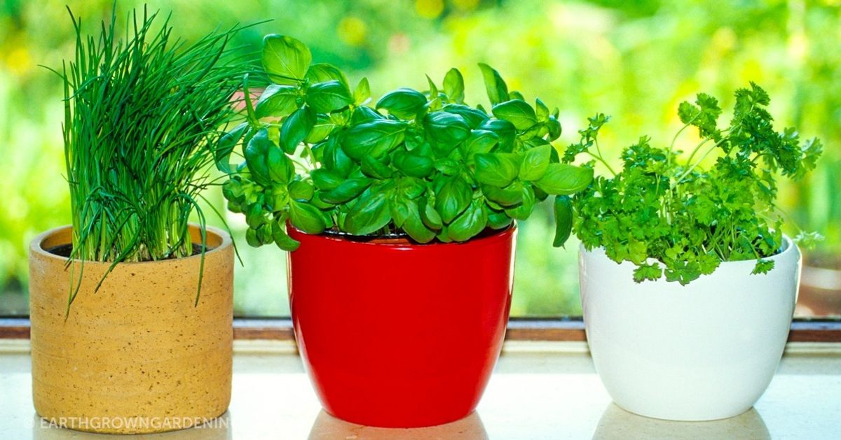 8 ervas aromáticas que são fáceis de plantar em casa