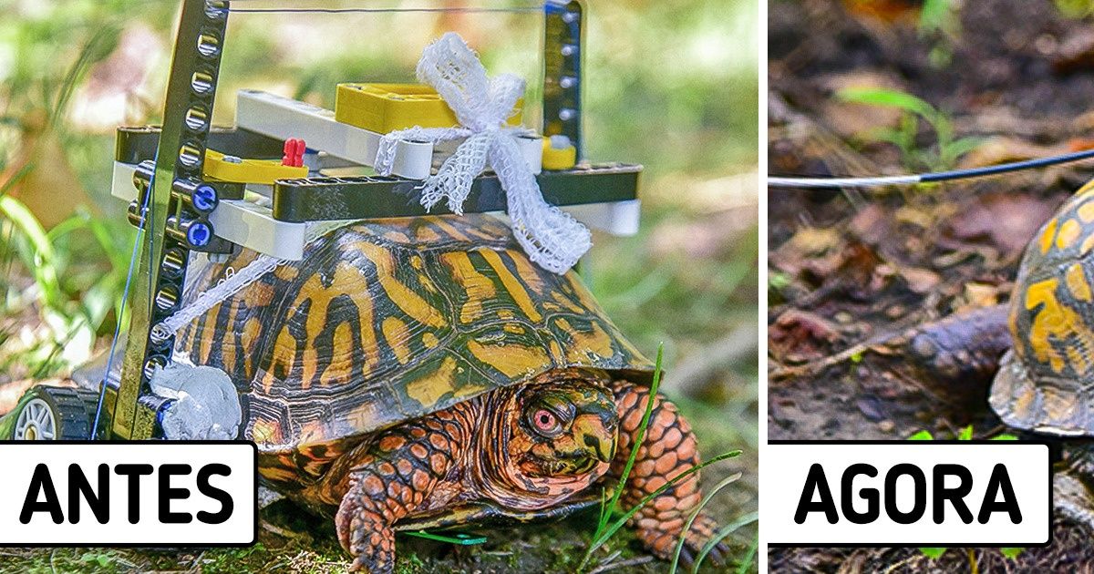Uma tartaruga conseguiu se curar graças a uma cadeira de rodas feita de LEGO, e sua história alegrou os nossos corações