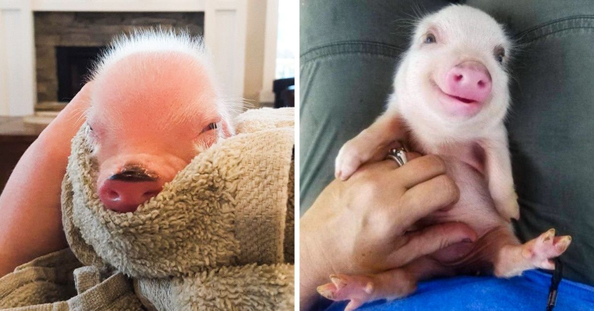 20 Porquinhos cuja fofura é a mesma de cachorros e gatos