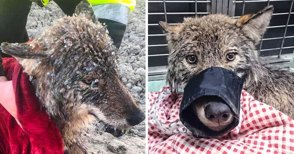Homens salvam um “cachorro grande” e descobrem que é um lobo