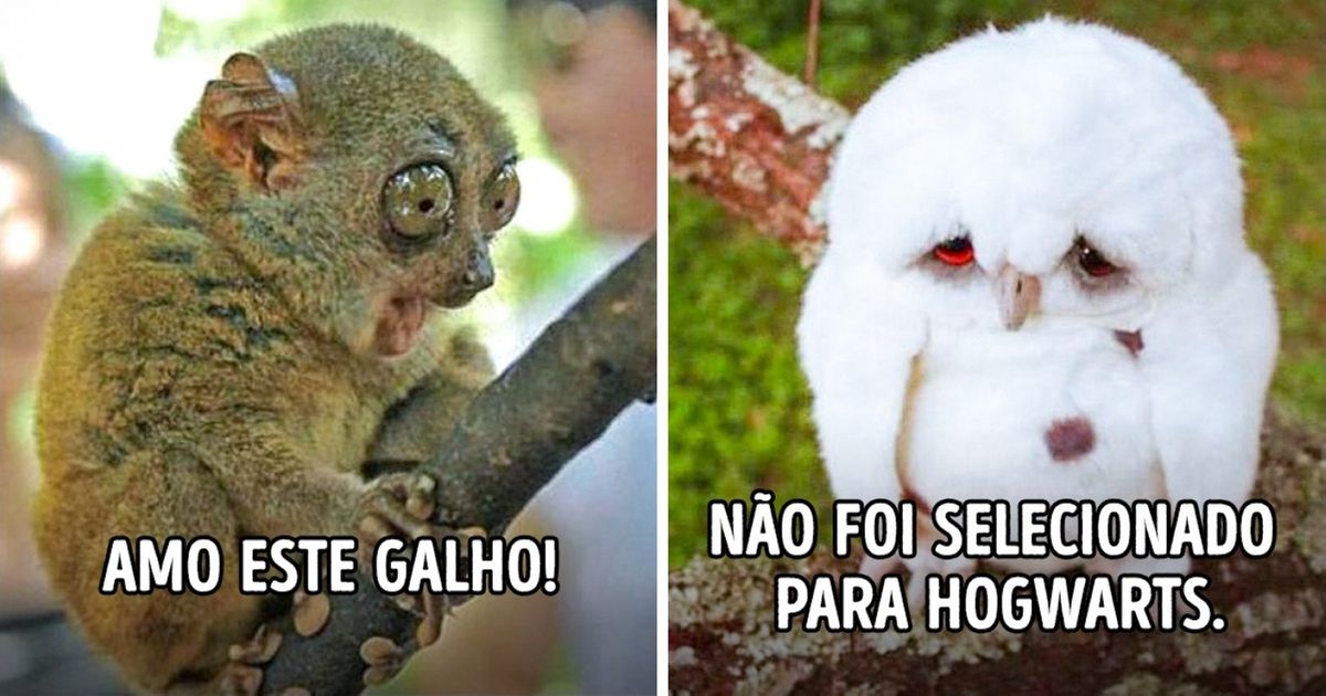 25 Animais que, de tão divertidos, viraram memes