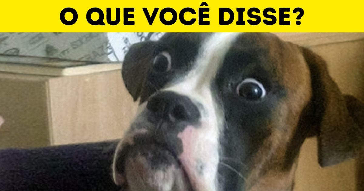 20 Cachorros que não ficam devendo aos humanos em termos de expressão facial 20 Cachorros que não ficam devendo aos humanos em termos de expressão facial