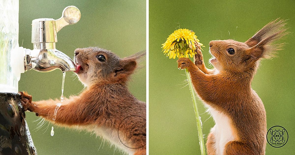 Fotógrafo segue esquilos diariamente, registra lindas imagens e eles se tornam melhores amigos Fotógrafo segue esquilos diariamente, registra lindas imagens e eles se tornam melhores amigos