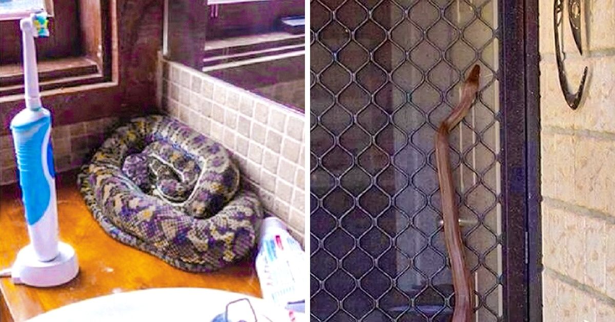 17 Fotos que mostram que a Austrália é quase outro mundo