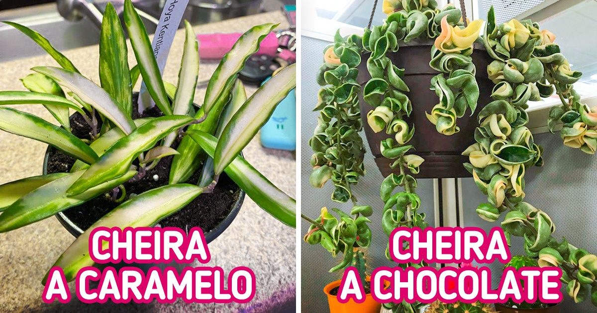 6 Plantas de interior que podem deixar todos os cômodos da sua casa com um cheiro agradável 6 Plantas de interior que podem deixar todos os cômodos da sua casa com um cheiro agradável