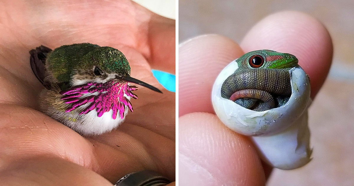 20 Animais minúsculos que estão prontos para conquistar seu coração