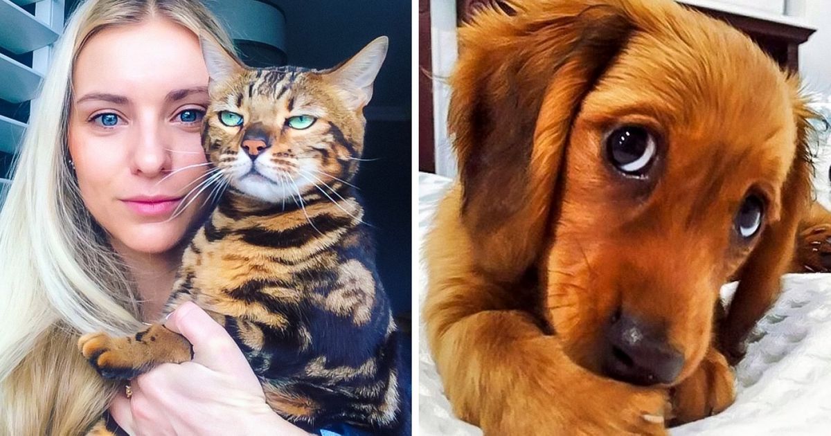 15 Animais capazes de fazer inveja aos melhores atores