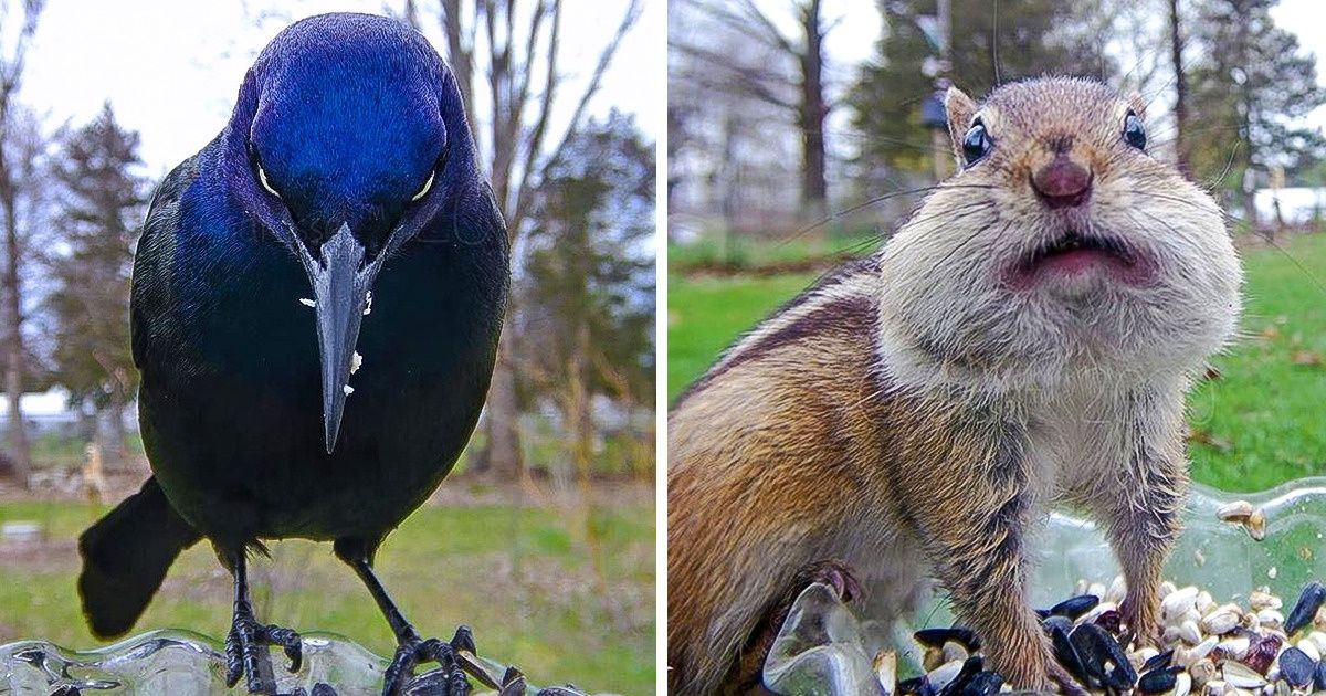Fotógrafa coloca câmera em um comedouro para animais e a reação dos visitantes nos encantou