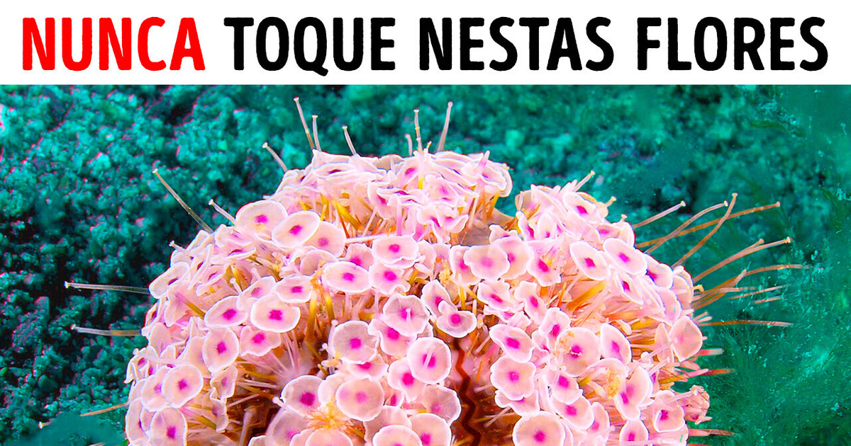 Se você vir estas flores no oceano, saia da água