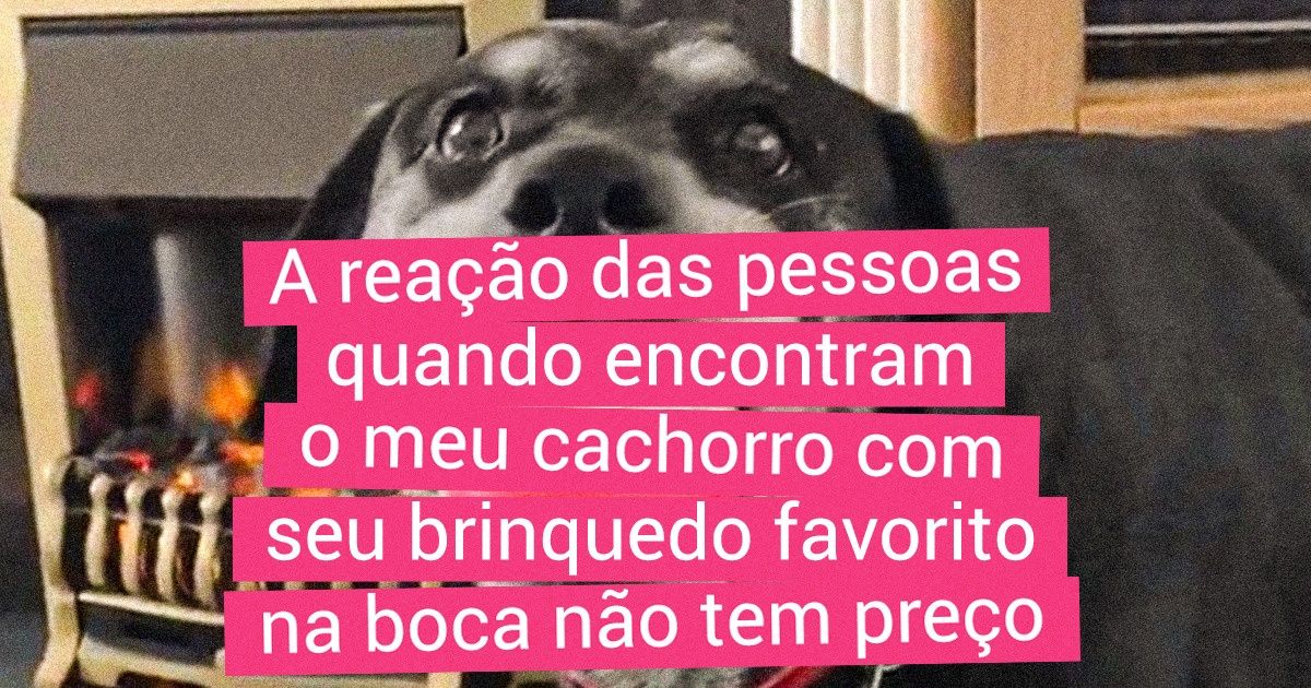 20 Animais para os quais seus brinquedos favoritos são muito mais do que uma fonte de diversão 20 Animais para os quais seus brinquedos favoritos são muito mais do que uma fonte de diversão