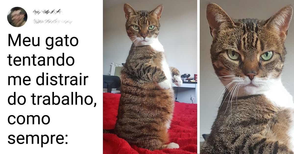 16 Fotos que mostram o que de fato acontece quando você tem um gato