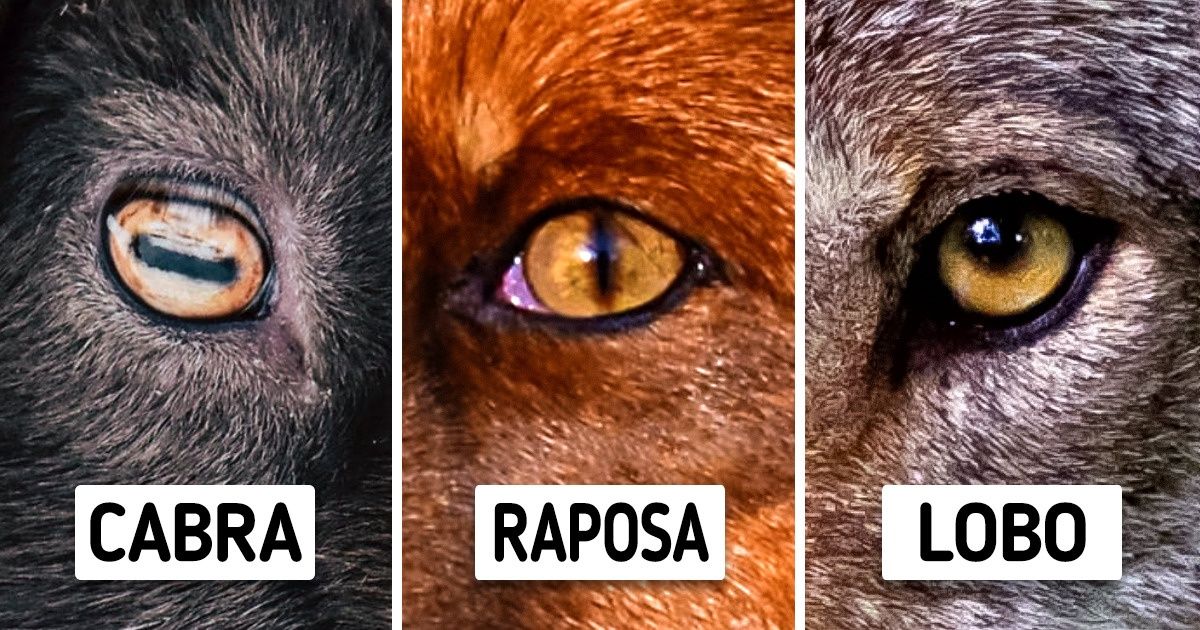 18+ Animais que provam o quão criativa pode ser a natureza