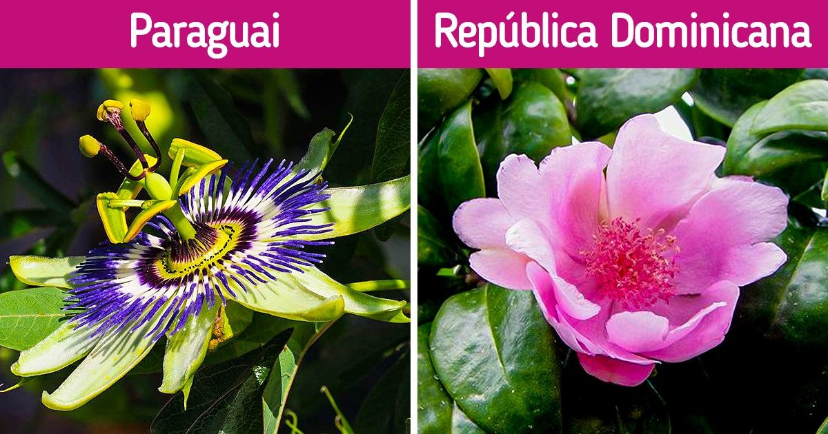 20 Flores nacionais de diferentes países e alguns dados curiosos sobre elas 20 Flores nacionais de diferentes países e alguns dados curiosos sobre elas