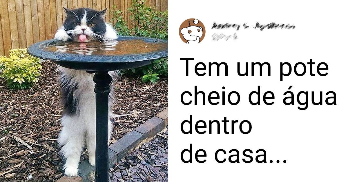 21 Gatos capazes de se equilibrar nas patas traseiras (quando lhes convêm) 21 Gatos capazes de se equilibrar nas patas traseiras (quando lhes convêm)