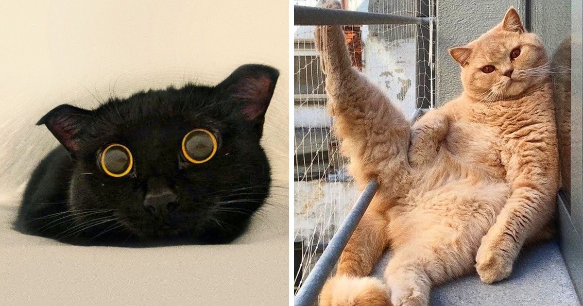 20 Gatinhos que vão garantir bons sorrisos no seu dia