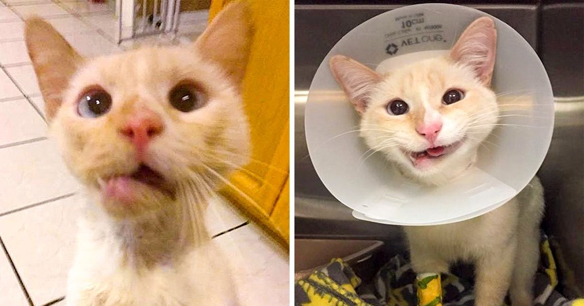Animais que foram resgatados e receberam a vida que mereciam