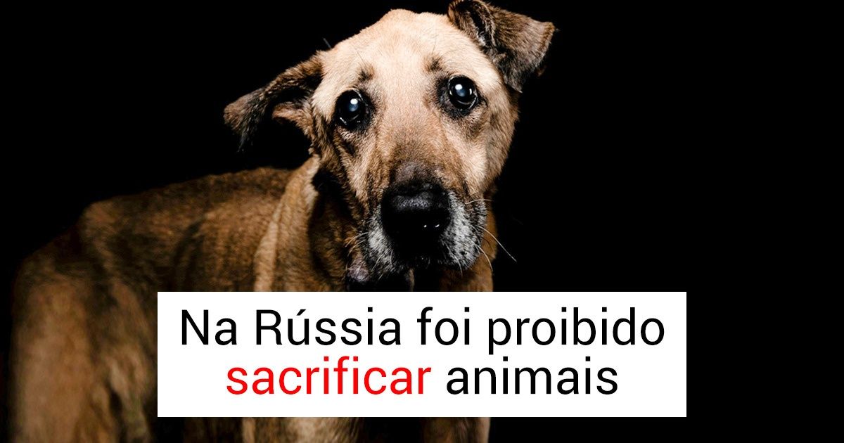 15 Exemplos de luta pelos direitos dos animais que humanizam o mundo 15 Exemplos de luta pelos direitos dos animais que humanizam o mundo