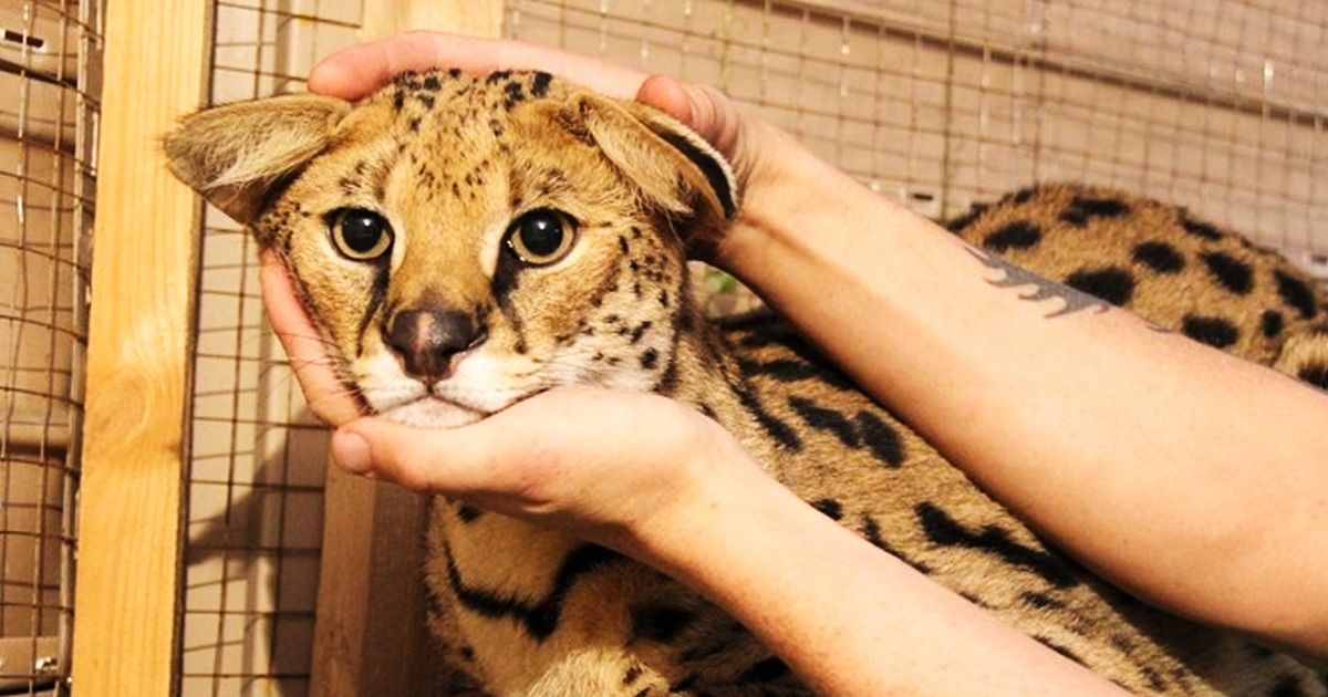 9 Atrações turísticas que todo amante de animais deveria repudiar