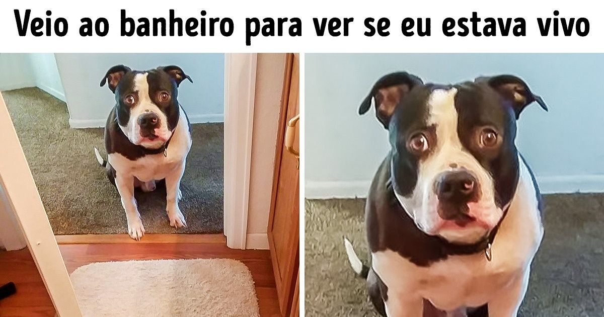 18 Situações que todo mundo que tem cachorro conhece bem