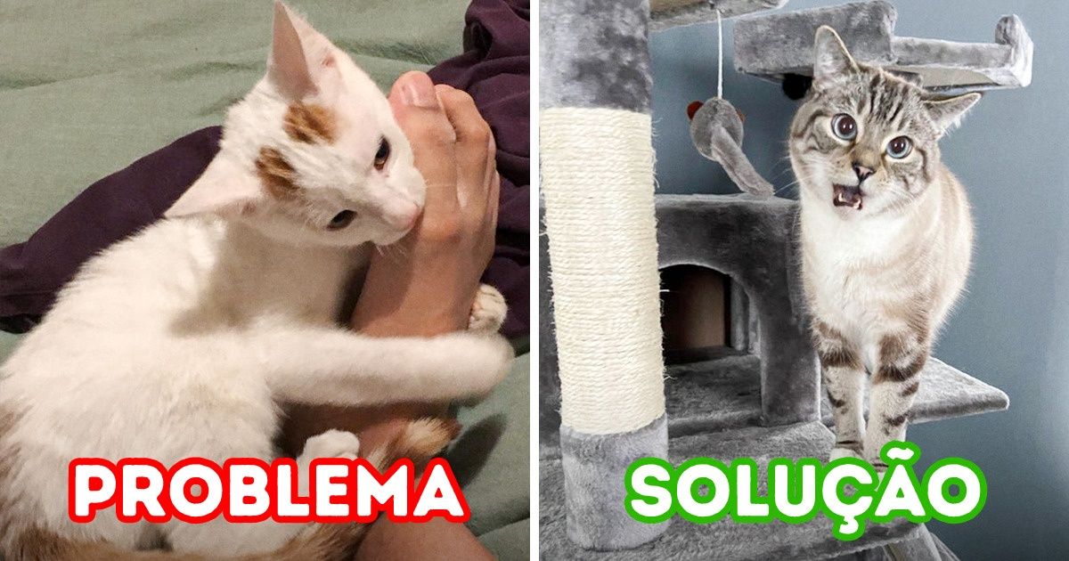 Por que seu gato morde seus pés e como evitar esse comportamento Por que seu gato morde seus pés e como evitar esse comportamento