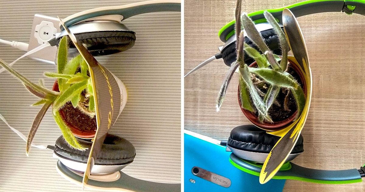 Por 2 meses humilhamos uma planta e elogiamos outra. Veja os resultados Por 2 meses humilhamos uma planta e elogiamos outra. Veja os resultados