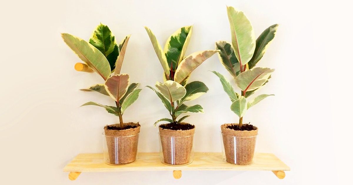 Plantas de interior excelentes pra ter em sua casa ou apartamento