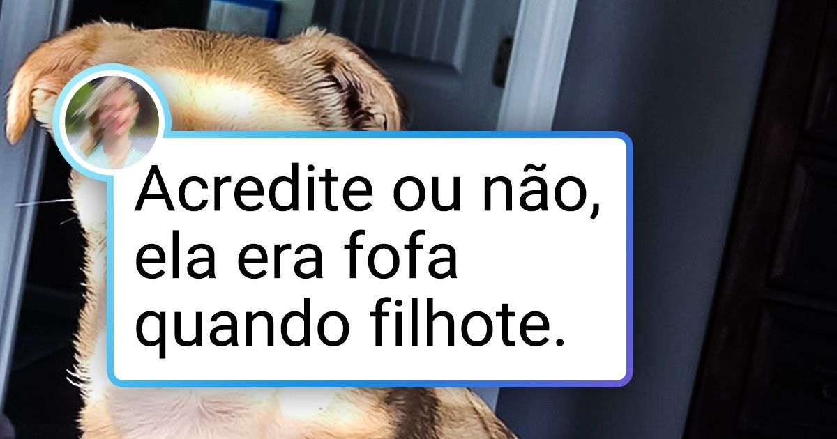 19 Internautas compartilharam as características um tanto estranhas de seus pets 19 Internautas compartilharam as características um tanto estranhas de seus pets
