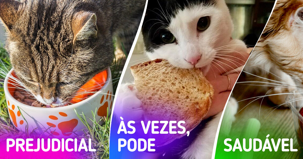 10 Erros na alimentação dos gatos que rendem miados dramáticos (e olhares de reprovação) 10 Erros na alimentação dos gatos que rendem miados dramáticos (e olhares de reprovação)
