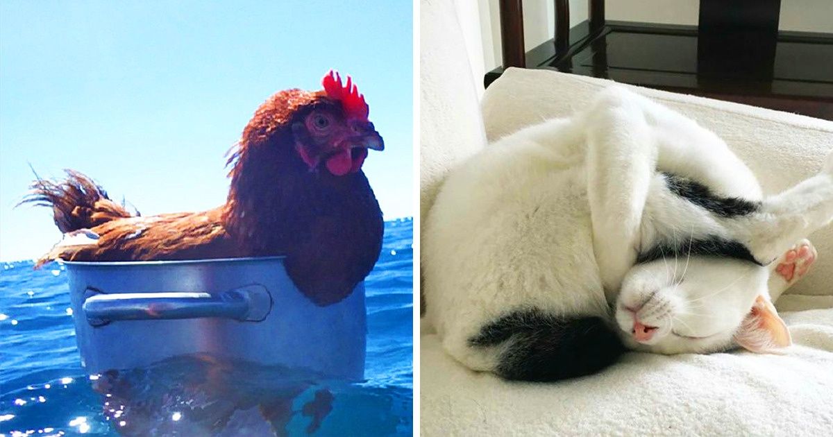 20+ Animais que aprenderam a arte do relaxamento (o cachorro no rio é incrível)
