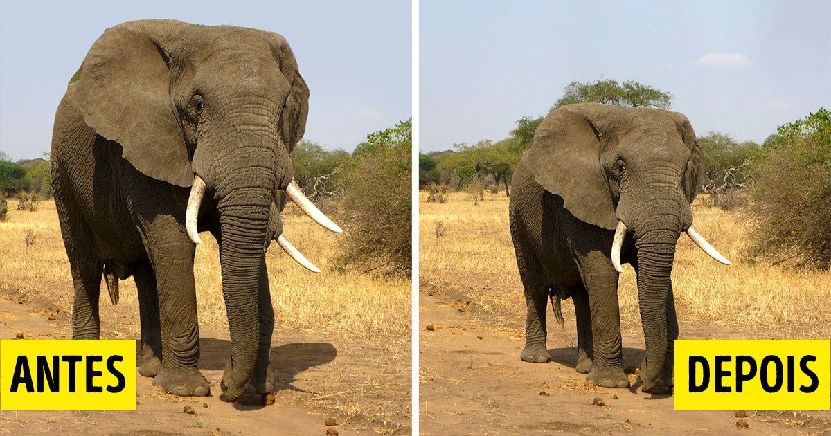 Pesquisadores acreditam que, nos próximos 100 anos, os animais diminuirão de tamanho Pesquisadores acreditam que, nos próximos 100 anos, os animais diminuirão de tamanho