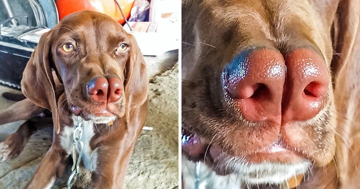 10+ Raças raras de cachorros que você não sabia que existiam 10+ Raças raras de cachorros que você não sabia que existiam
