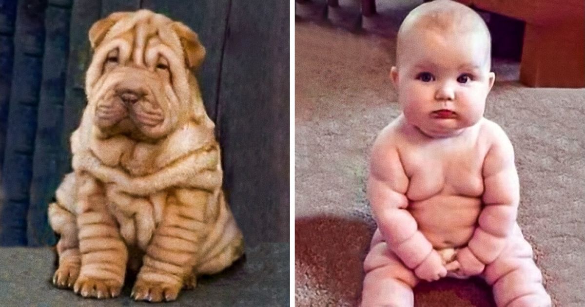 21 Pessoas que se parecem muito com seus bichos de estimação 21 Pessoas que se parecem muito com seus bichos de estimação