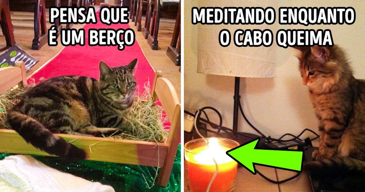 Animais maravilhosos que fazem o que lhes dá na telha