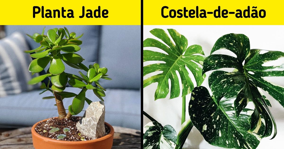 17 Plantas que são fáceis de cuidar e servem para decorar a casa (perfeitas  para quem tem pouco tempo)